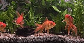 Классический аквариум с золотыми рыбками