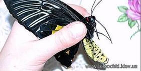Кормление бабочек дома, http://babochki.kiev.ua/