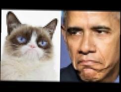 Обама черный кот - ироничная песня _