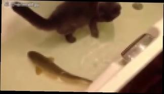 Кот и рыба в одной ванной