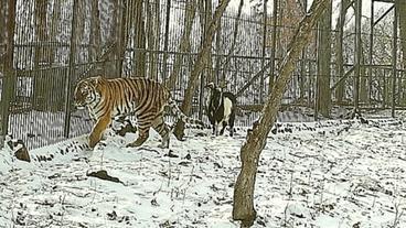 В приморском сафари-парке тигр Амур подружился с козлом