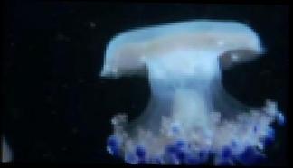 Нашествие на медузите в световния океан 3  част