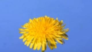 Быстротечная жизнь цветка Одуванчика. Time lapse Dandelion