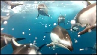 Под водой с дельфинами 