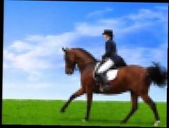Гимн Конного Спорта   конный спорт и про лошадей