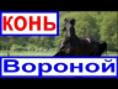 Песня КОНЬ ВОРОНОЙ/ДВЕ КОБЫЛКИ/Песня про коней/Красивая