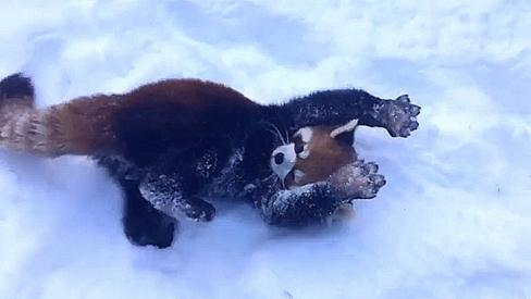 Красные панды на снегу