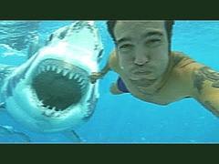 サメの攻撃はビデオでキャッチ : Shark Attack Caught On Video !!!