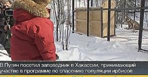 Путин и снежный барс